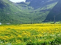 Many Yellow
